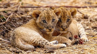 The Lions Fall