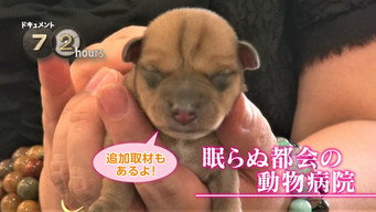 Veterinary Hospital in the City that Never Sleeps